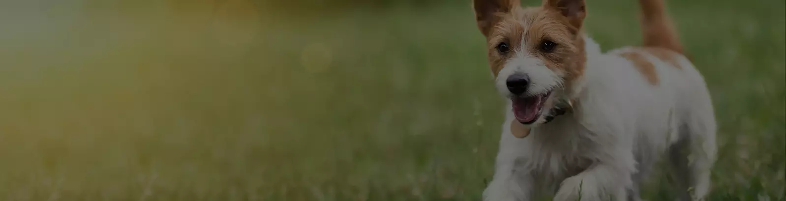 Pet Friendly Rooms at Sidney James Mountain Lodge