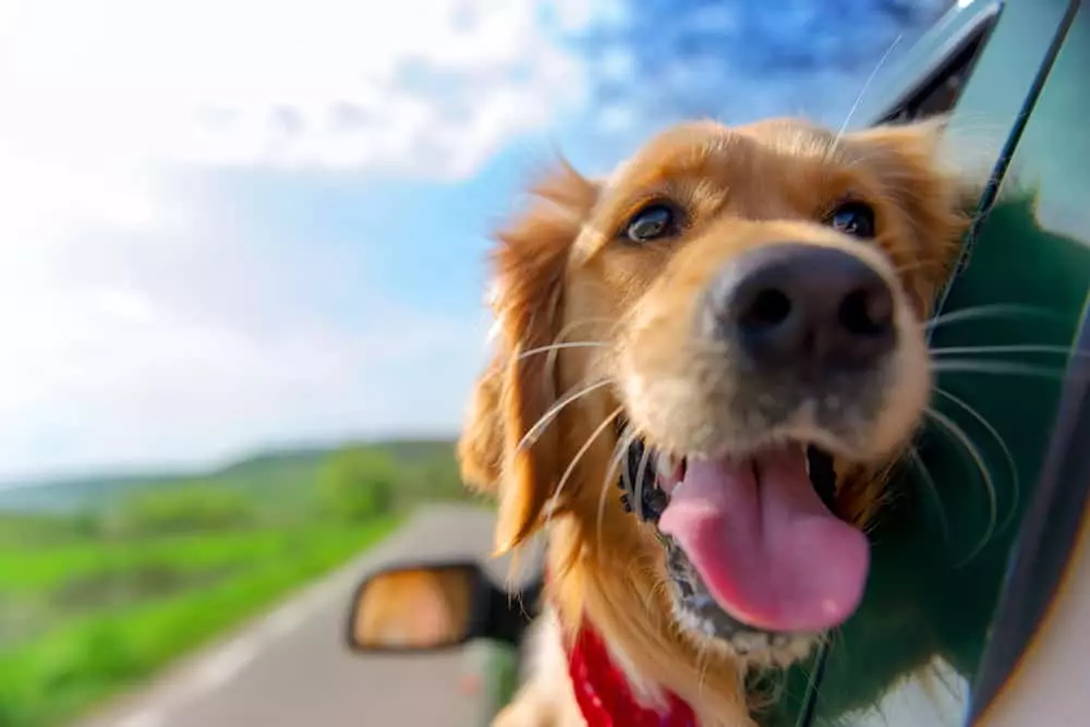 3 Reasons Why We Have One of the Best Pet Friendly Hotels in Gatlinburg
