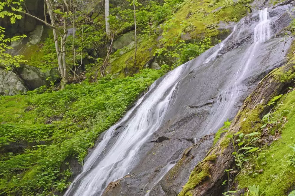 fern branch falls