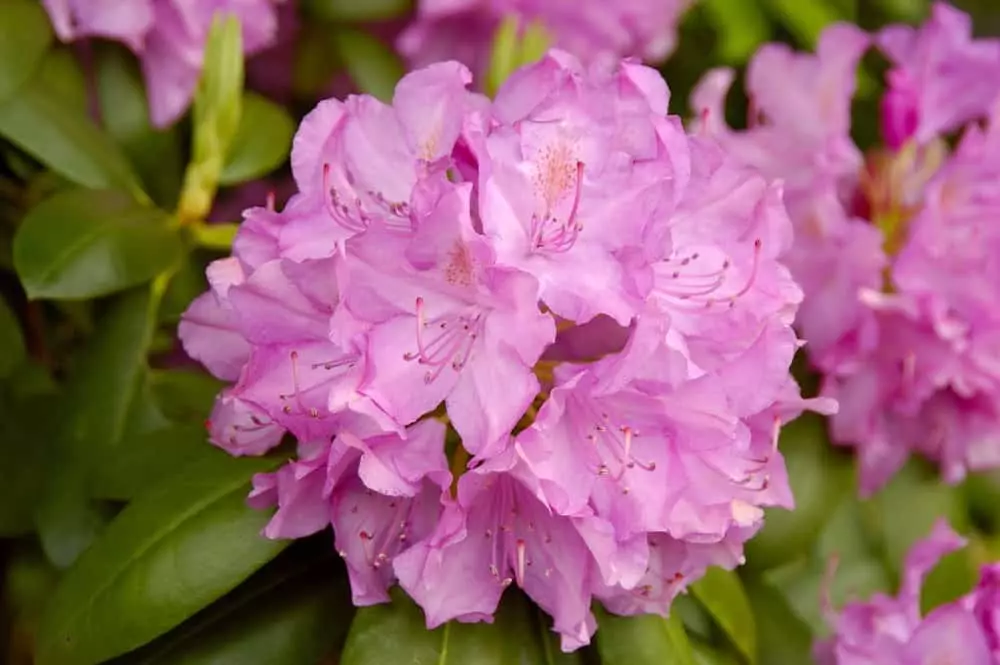 Top 5 Things You Need to Know About the Spring Wildflower Pilgrimage