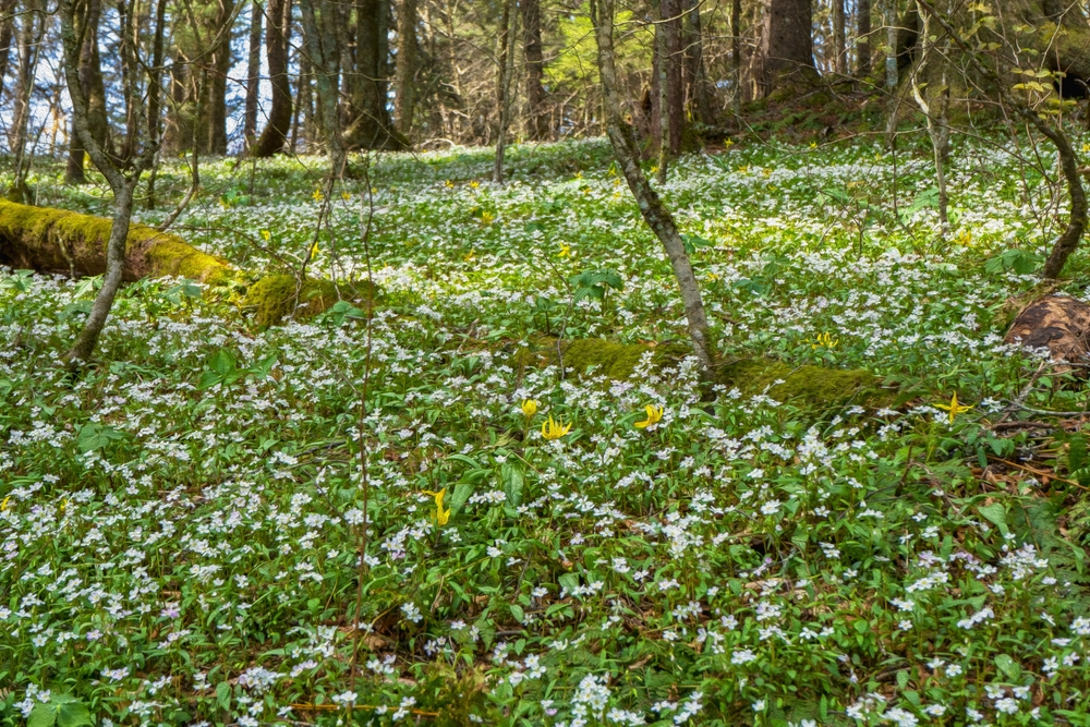5 Hikes Featuring Wildflowers in the Smokies