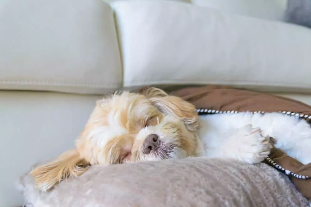 5 Advantages of Booking Our Pet Friendly Hotel In Downtown Gatlinburg TN