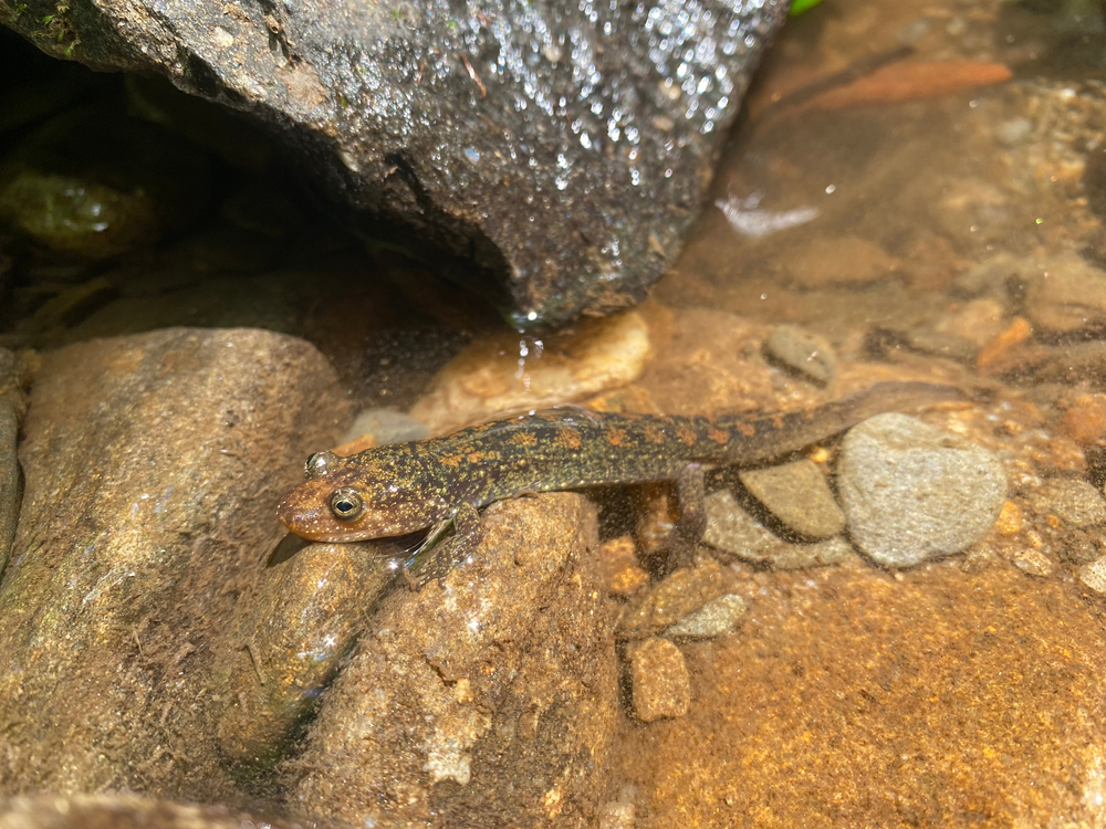 3 Popular Animals That Live in The Great Smoky Mountains