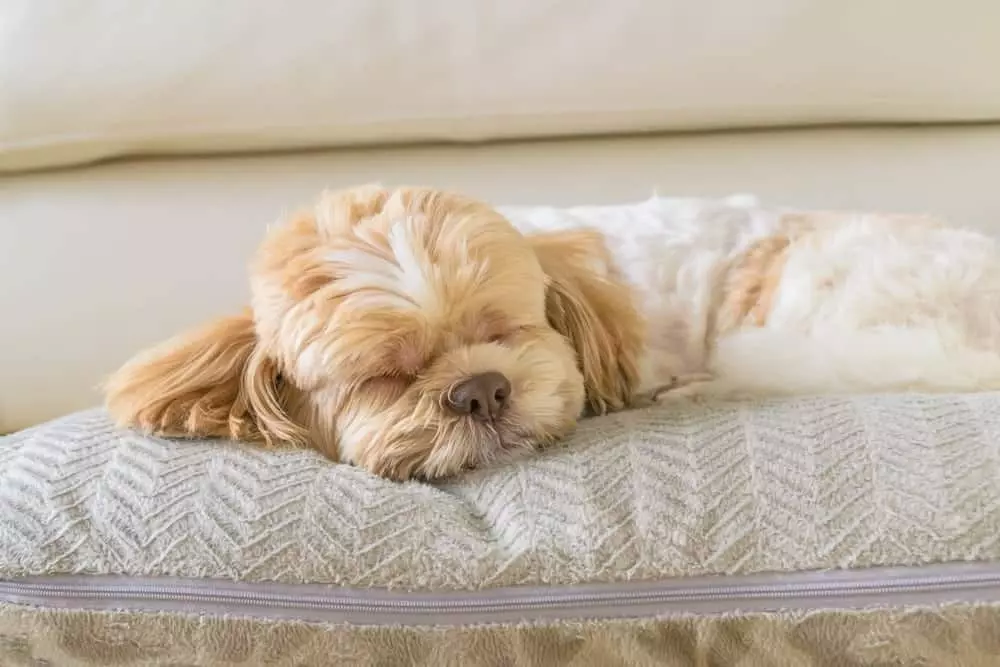 3 Reasons You Should Stay at Our Pet Friendly Hotel in Gatlinburg TN