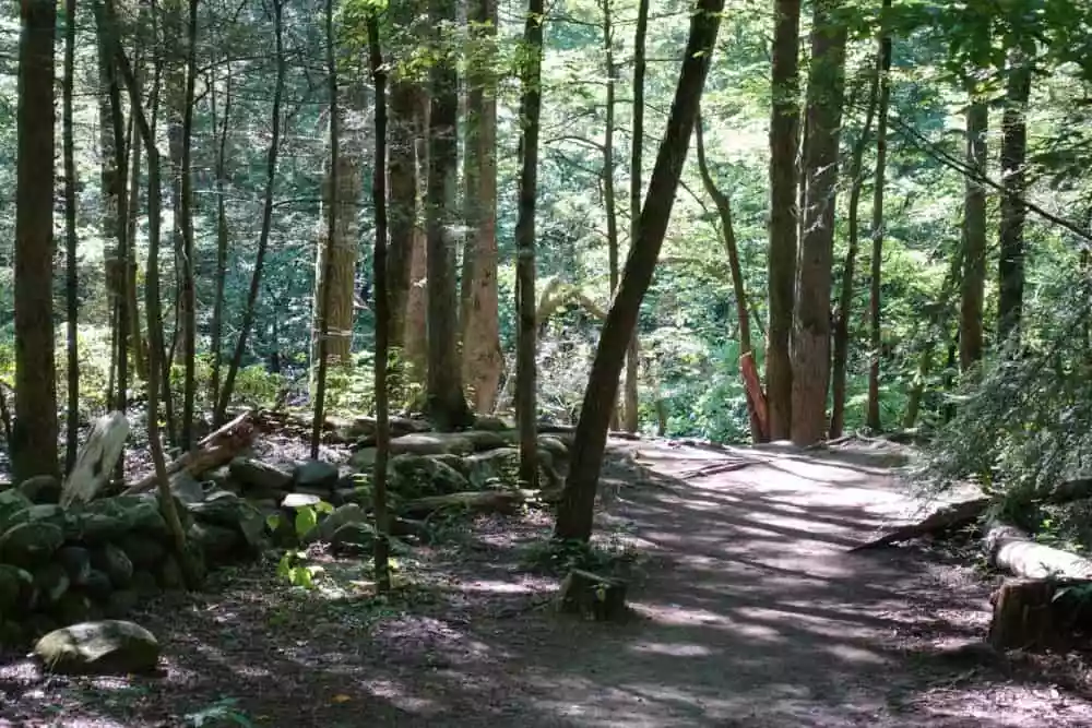 Top 6 Smoky Mountain Hikes to Go On With Your Family