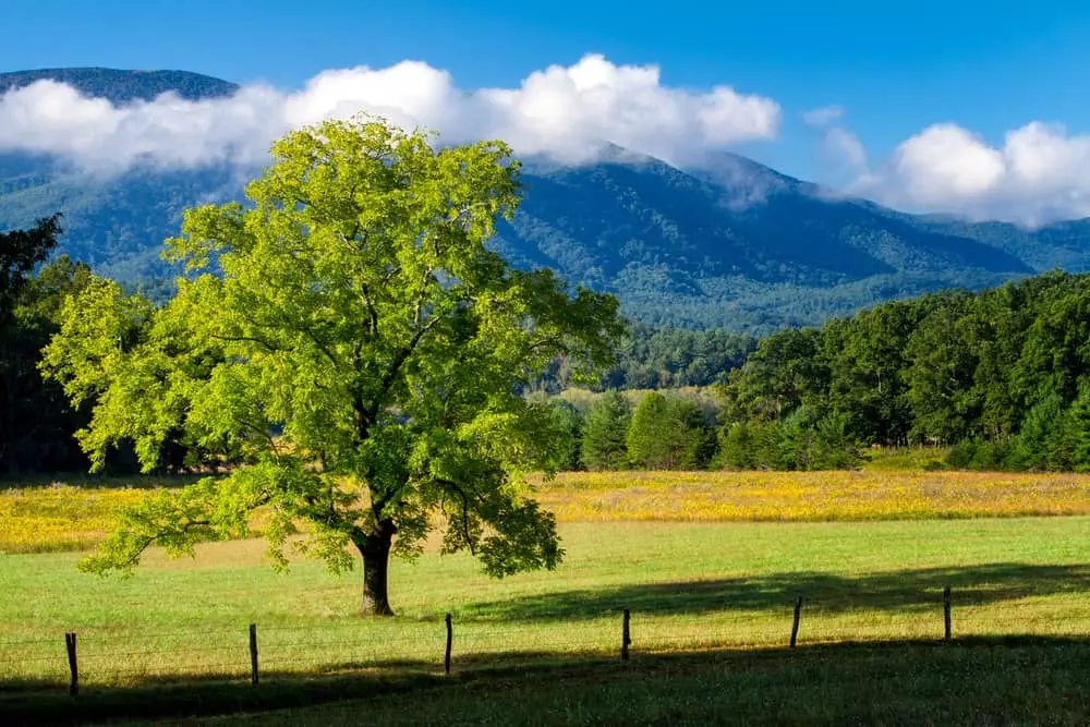Top 5 Fun Things to Do at Cades Cove You Will Love